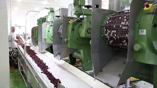 Машина для удаления косточек из вишни, сливы, абрикоса до 1600 кг/час, cherry pitting machine