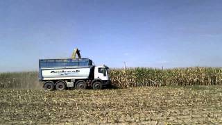 Trinciato Mais 2011 con Claas Jaguar 900