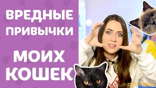 МОЯ КОШКА - НИНДЗЯ! Смешные и вредные ПРИВЫЧКИ моих кошек