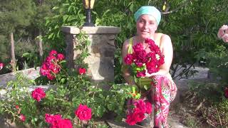Кипр в мае. Часть 1. Роза и камень