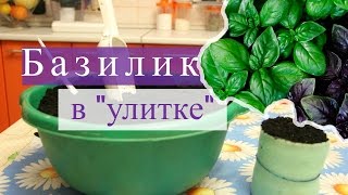Базилик в "улитке". Быстро всходит, хорошо растет! (07.02.16г.)