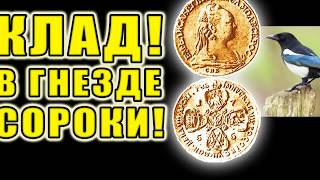 КЛАД ЗОЛОТА В ГНЕЗДЕ СОРОКИ!!! В ПОИСКАХ КЛАДА И ЗОЛОТА ОТ ВИКЛИНГА!
