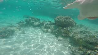 Мурена опасная рыба красного моря. Лагуна возле отеля Новотель в Марса Алам Египет.