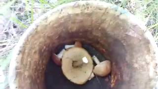 День в сказке!!! Сбор грибов-тихая охота. Часть -1.