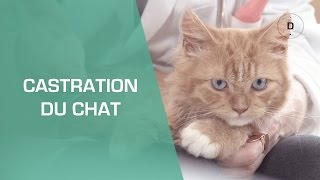 La castration du chat  - Animaux