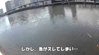 マハゼが入れ食い状態！京浜運河でハゼ釣り。