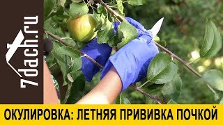 ? Летняя прививка плодовых деревьев. Не опоздайте! Как провести окулировку - 7 дач