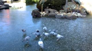 氷の上の鳩、ヒヨドリ、スズメ　Birds on ice