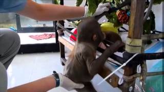 Budi learns to climb!
