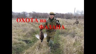 Охота на фазана