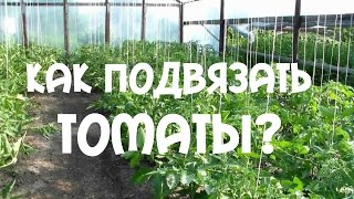 Как подвязать томаты?