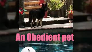 Maddy,an Obedient pet Dog,She just dont listen?