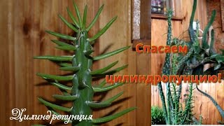 Кактусы и суккуленты.  Как сделать черенок?  Черенки цилиндропунции.