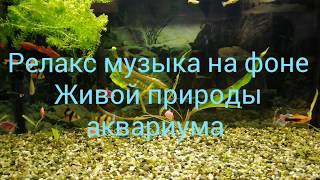 Релакс музыка || Аквариум онлайн || Музыка души