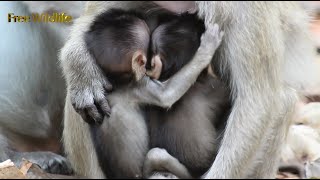 Update Both Moy and Pee Twins Love Mumsie Breastfeeding Very Much in The Morning
