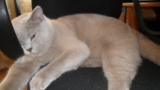 Лиловый британский кот с апельсиновыми глазами