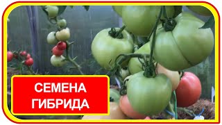 Можно собрать семена из гибрида помидора f1? Эксперимент по выращиванию томатов из семян