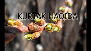 KURTAK HAQIDA | КУРТАК ХАКИДА.