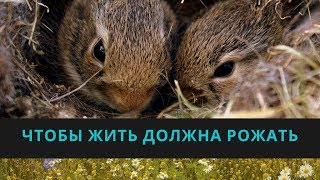 Крольчиха должна рожать - крольчата! Продуктивное кролиководство - родились крольчата. Кролики дома