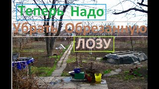 Теперь нужно убрать лозу после обрезки подвязки винограда
