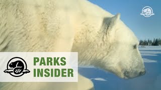 Polar bears in Wapusk National Park