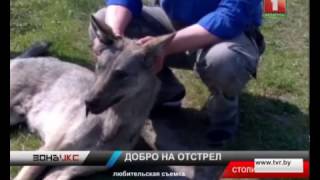 Отстрел волков в столинском районе