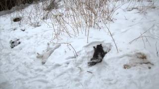 СОКОЛЬСКИЙ ЖИВОДЕР 16+