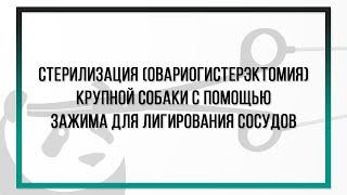 Стерилизация (овариогистерэктомия) крупной собаки с помощью зажима для лигирования сосудов