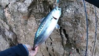 Shore jigging - False Albacore in winter