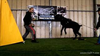 Cane Corso Bite Work - Dog Sport/IPO - Cali K9® Dog Training - San Jose