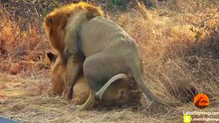 Amazing Lion Making Love In Nature | Wild Nature And Fertility Of Animals love clip