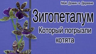 Зигопеталум который погрызли котята!!! Он жив или как ?