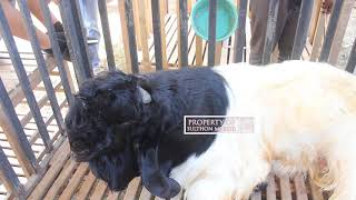 Riveu Kambing Etawa Umur 2 Tahun Bapak Sumara Wonosobo - Kontes Kambing Jawa Tengah