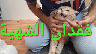 حل مشكلة فقدان الشهية أو إنقطاع الأكل عند القطط وقت المرض