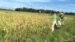 rice harvester machine philippines/rice harvester/rice harvester machine/rice harvester philippines