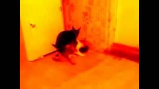 собака трахает кота