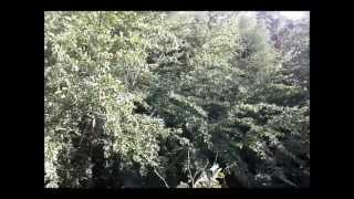 Robin & Jordin - Over De Natuur ( Hondsrug Drenthe )