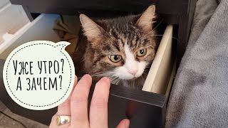 Кот Мурлок покоряет вершины. А что у вас там под крышей? А зачем?