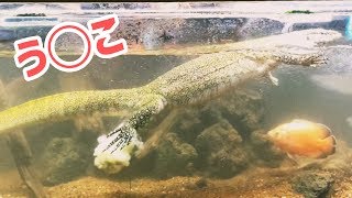 ? 自作ケージのオオトカゲ…！朝の『う◯ち』は 空爆なみですごい！  monitor lizard