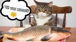 СМЕШНЫЕ ЖИВОТНЫЕ | ПРИКОЛЫ С КОТАМИ И СОБАКАМИ