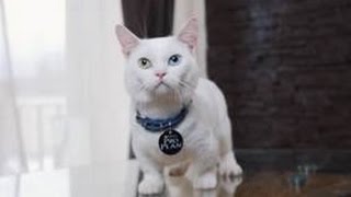 Манчкин ➠ Узнайте все о породе котов с короткими лапами