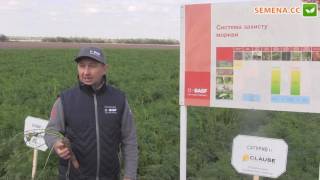 Система защиты морковь от компании Clause день поля