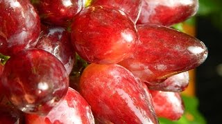 Виноград Данилка (Grapes Danilka) 2015