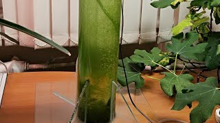 Водоросли хлорелла с минеральными удобрениями и водными обитателями