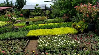 WISATA BUNGA BANGUN SARI:SURGA BAGI YANG SUKA BERKEBUN