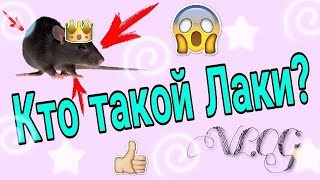 КТО ТАКОЙ ЛАКИ? о_0 // Иду в ЗООМагазин // VLOG
