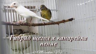 Пение гибрида щегла и канарейки