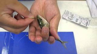 堤防ヒラメ釣り仕掛けの作り方説明　活魚を泳がせて平目狙い　和歌山釣太郎