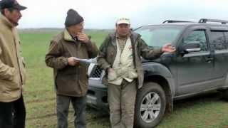 CACIT континентальных легавых. Апрель 2013, Крым Николаевка.