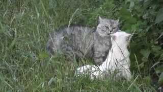 Коты разговаривают и деруться